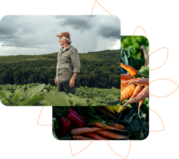Um fazendeiro observando sua plantação e céu nublado ao fundo. Ao lado, uma imagem de colheita de hortifrúti, com cenouras e pimentão