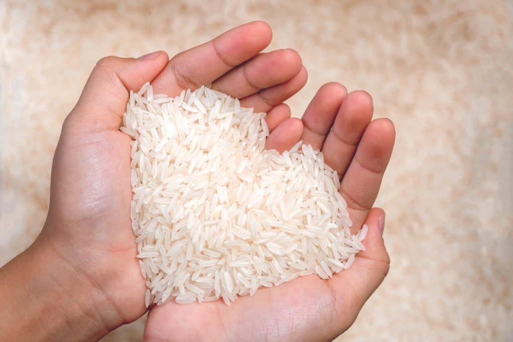 As sementes de arroz de jasmim nas mãos da mulher