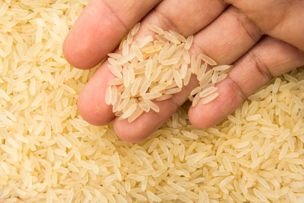 Semente de arroz chinês parboilizado